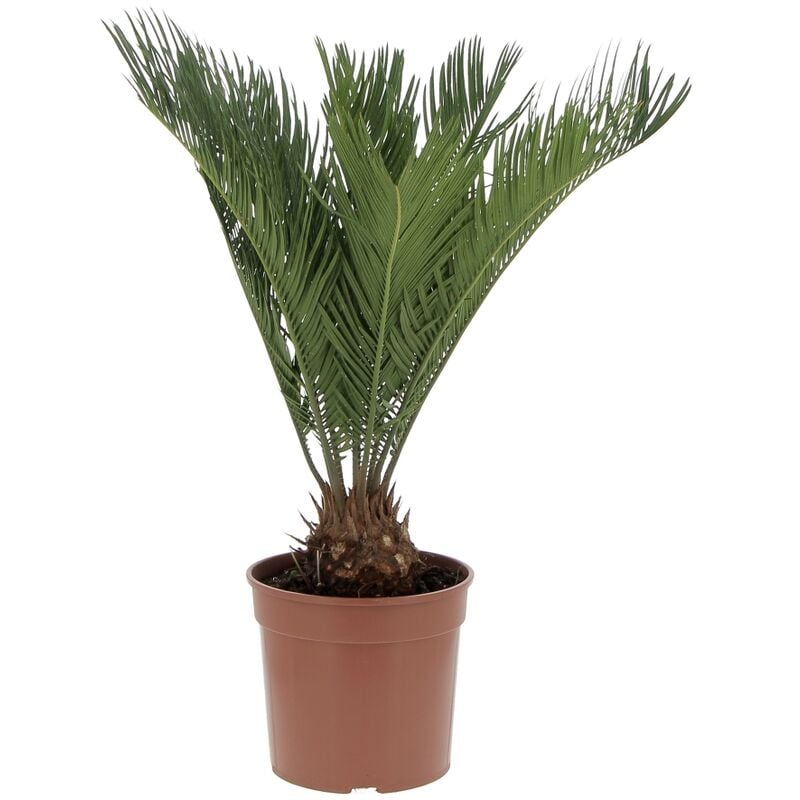 Cycas Revoluta Palma Nana - Piante da Esterno Resistenti - h 40-50 cm Vaso da Coltura ø 18 cm