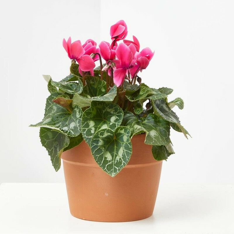 

CYCLAMEN - Maceta 13cm