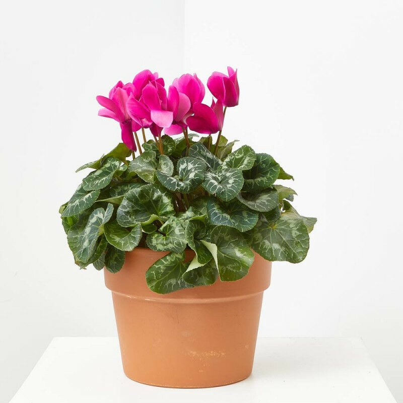 

CYCLAMEN - Maceta 5 litros