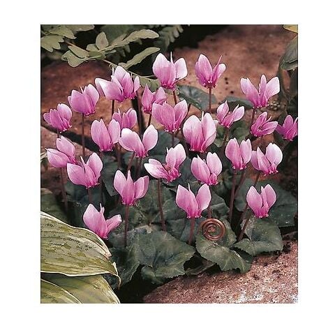 FABRE GRAINES CYCLAMEN DE NAPLES ROSE - 3 BULBES