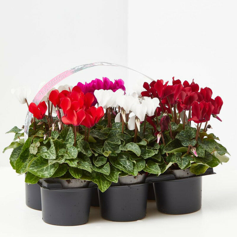 

Cyclamen X6