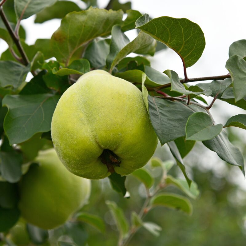 Fleur - Cydonia oblonga - Cognassier, coings 120 cm en pot