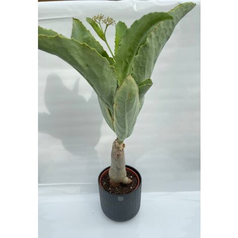 Cyphostemma juttae cissus juttae pot 17cm H 70cm photos réelles