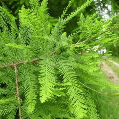 Cyprès Chauve (Taxodium Distichum) - Godet - Taille 30/50cm