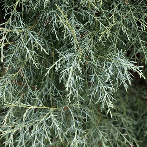 Cyprès de l'Arizona (Cupressus Arizonica) - Godet - Taille 20/40cm