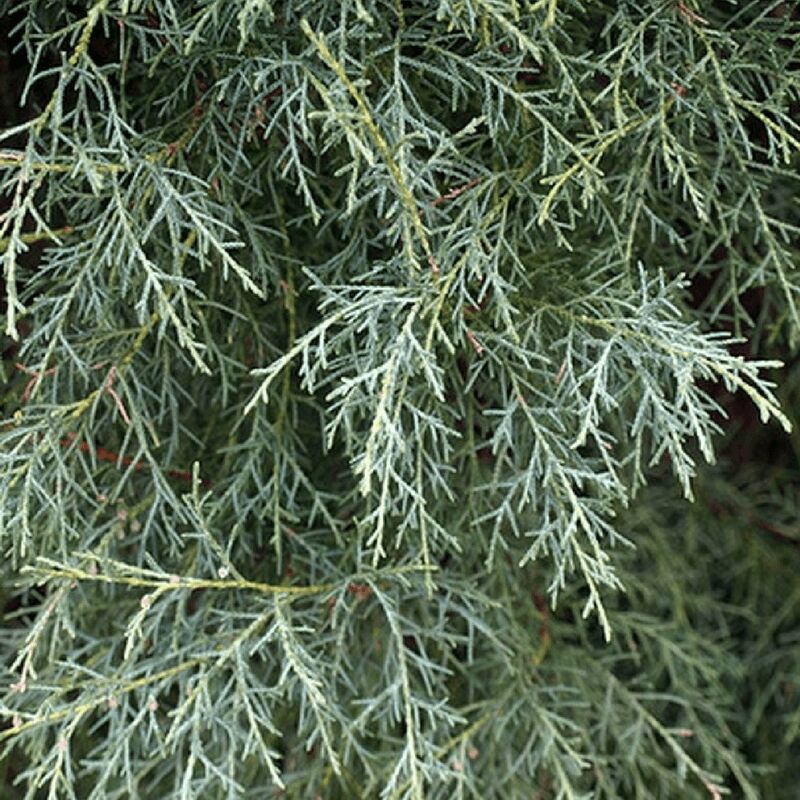 Pepinières Naudet - Cyprès de l'Arizona (Cupressus Arizonica) - Godet - Taille 20/40cm