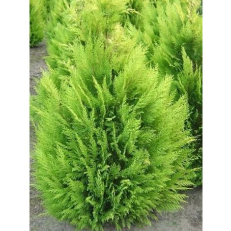 Cyprès de Lawson 'Alumigold' Pot de 7,5L/10L