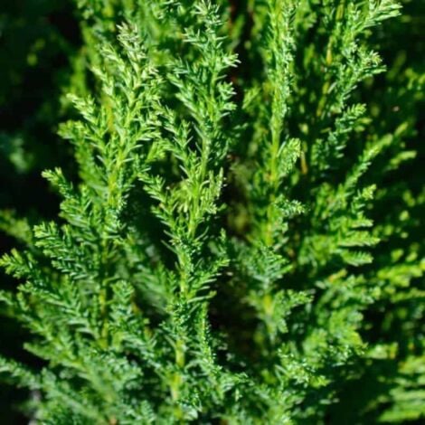 Cyprès de Lawson ''Ellwoodii' (Chamaecyparis Lawsoniana) - Godet - Taille 13/25cm