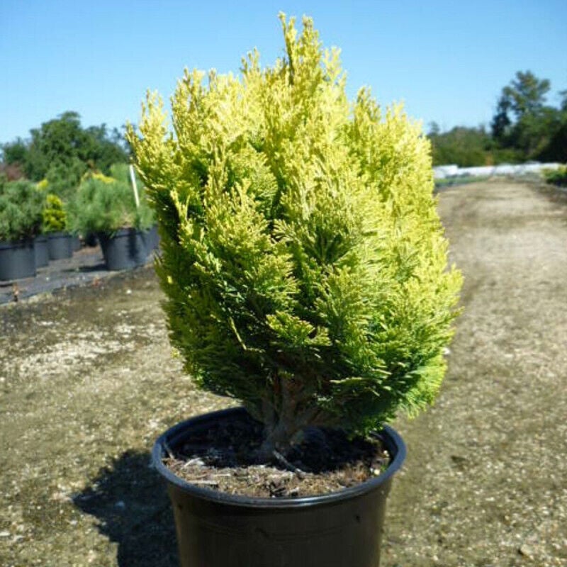 Genévriers Gold Coast/Pot de 3L