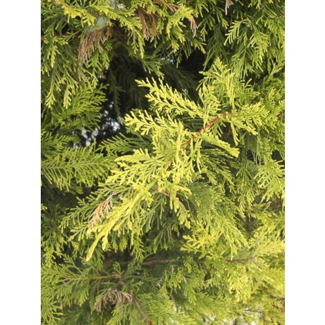 Cyprès de Leyland 'Excalibur Gold' Pot de 4L/5L