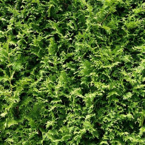 Cyprès de Leyland leylandii Oger