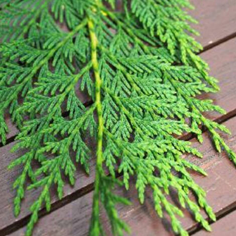 Cyprès de Leyland leylandii