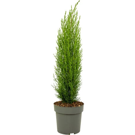 Cyprès de Provence - Cupressus sempervirens 'Totem' - Hauteur 60-80cm - ⌀19cm