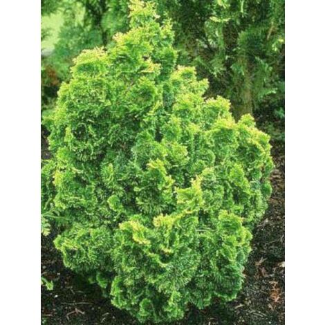 Cyprès hinoki du Japon 'Aurora' Pot de 2L/3L