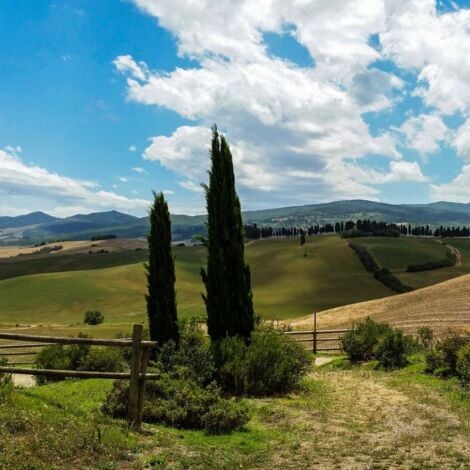 Cyprès sempervirens Totem