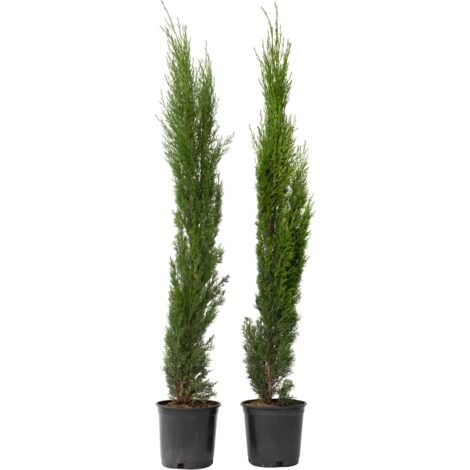 Cyprès toujours vert - Set de 2 - Cupressus sempervirens - H70-80cm - ⌀19cm