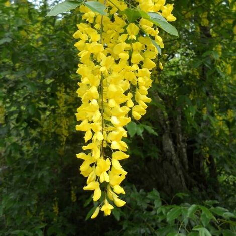 PÉPINIÈRES NAUDET Cytise Commun (Laburnum Anagyroides)