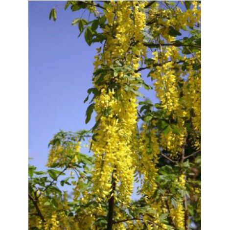 Cytise 'Vossii' Pot de 3L/4L