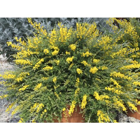 Cytisus Racemosus v17 – Arbusto perenne semideciduo – Altezza 2 metri – Fiori gialli profumati – Richiamo per api e farfalle – Mediterraneo Garden