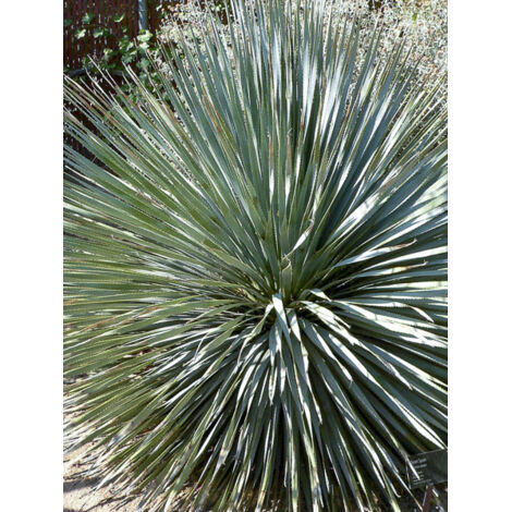 Dacylire wheeleri Pot de 7,5L/10L
