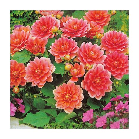 DAHLIA BERLINER KLEENE