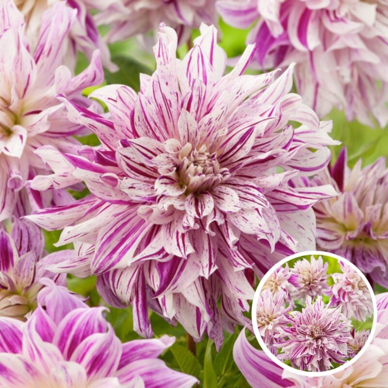 Plant In A Box - Dahlia Bristol Stripe - Bulbes de fleurs - Set de 3 - Rose