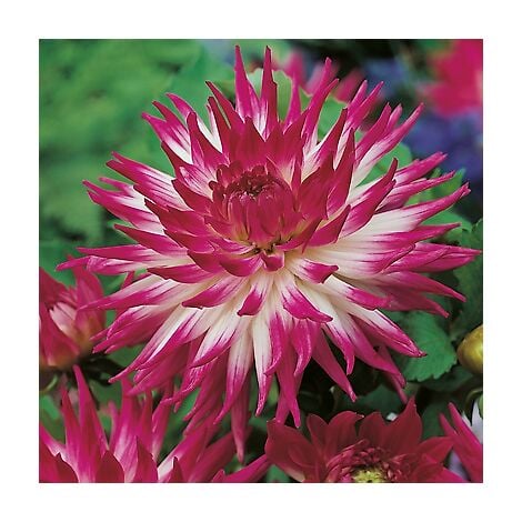 DAHLIA CACTUS HALEY JANE