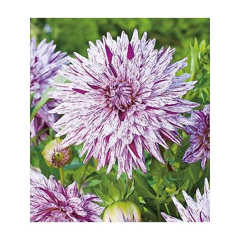 DAHLIA CACTUS HY TRIO