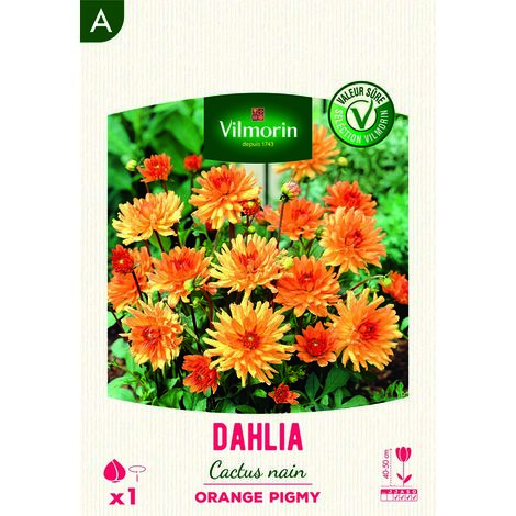 Dahlia Cactus nain Orange Pigmy (x1) Vilmorin