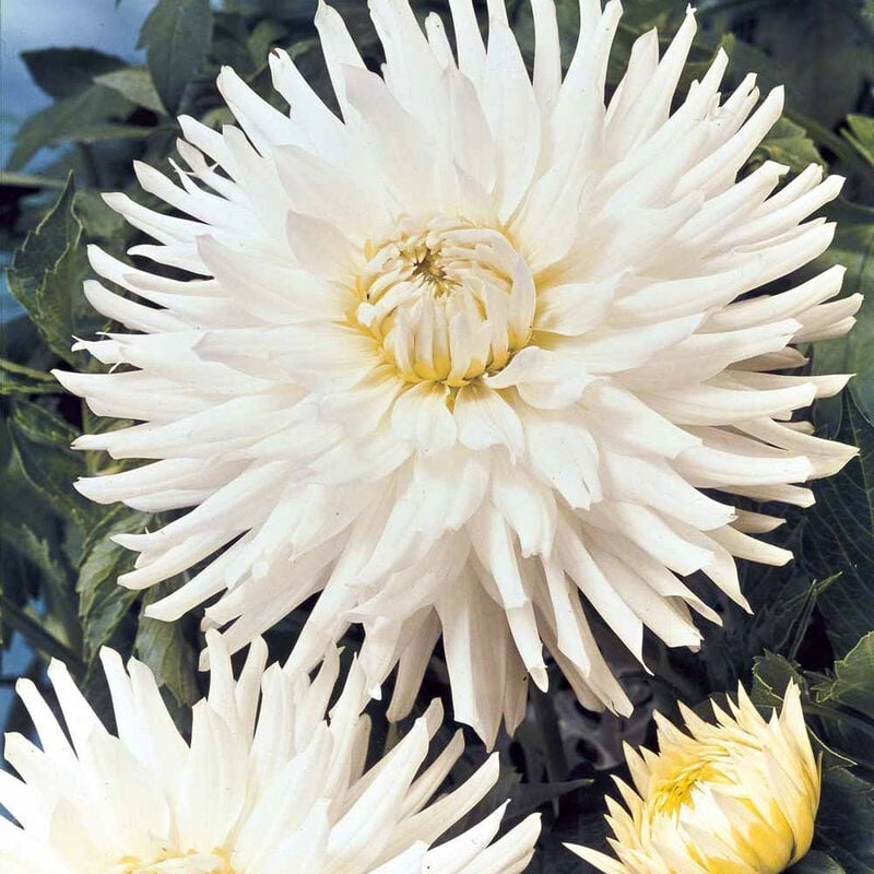 3 Dahlias cactus nain White Happiness - 1 - Willemse - Blanc