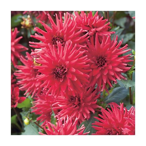 DAHLIA CACTUS RED PIGMY
