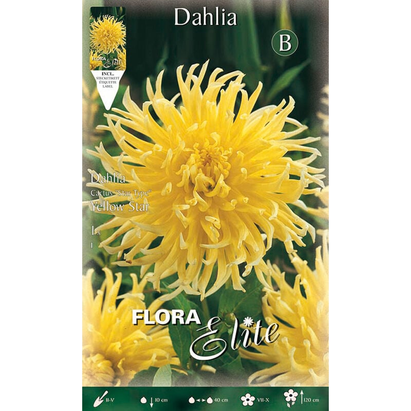 Dahlia Cactus Startype Yellow Star (paquet de 1 ampoule)