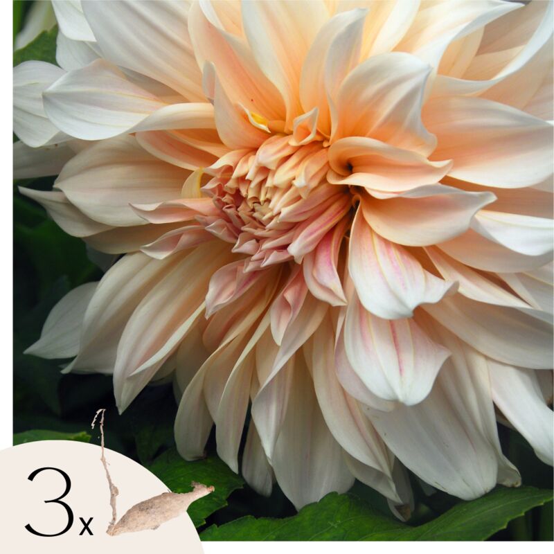 Plant In A Box - Dahlias - Set de 3 - Dahlia 'Café au Lait' - Bulbes à fleurs