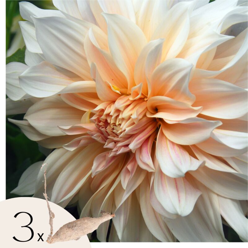 Plant In A Box - Dahlias - Set de 3 - Dahlia 'Cafe au Lait' - Bulbes à fleurs - Vert