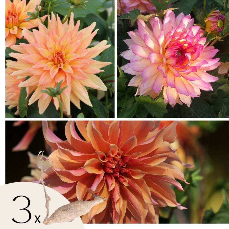 Dahlias - Set de 3 - Dahlia Labyrinth, Twotone - Bulbes à fleurs - Violet