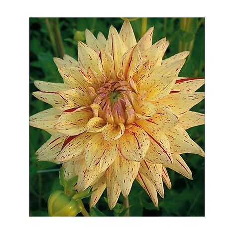 DAHLIA DECO HY PIMENTO