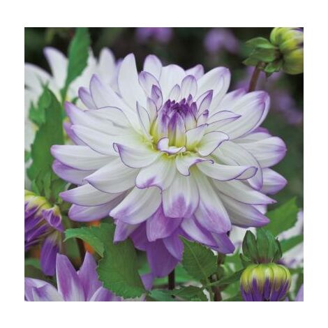 DAHLIA DECO PINELAND PRINCESS