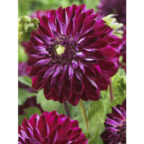 Dahlia décoratif 'Osirium' Bulbe taille I