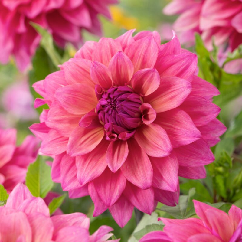 Plant In A Box - Dahlia 'Feline Yvonne' - Lot de 3 - Tubercules - Bloomers d'été - Rouge/Rose - Rose