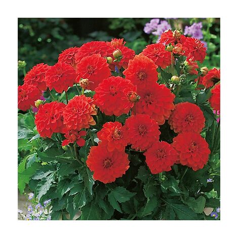 DAHLIA GARDEN WONDER