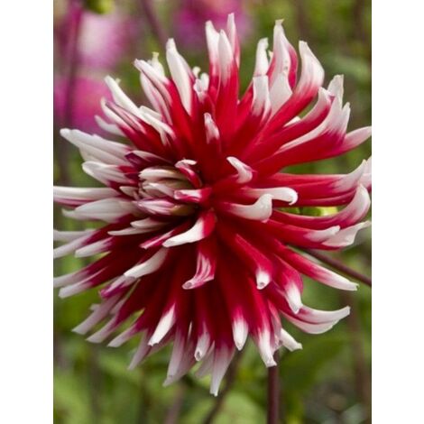 Dahlia Gpe Cactus 'Friquolet' Bulbe size I
