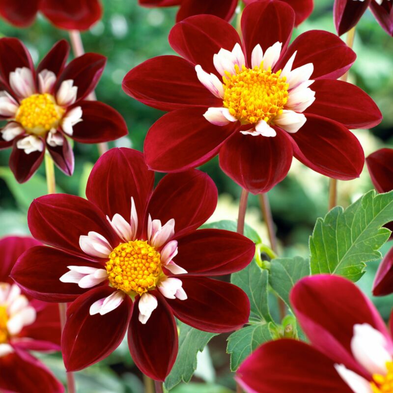 Plant In A Box - Dahlia 'Mary Evelyn' - Lot de 3 - Tubercules - Bloomers d'été -Rouge/Blanc/Jaune - Multicolore