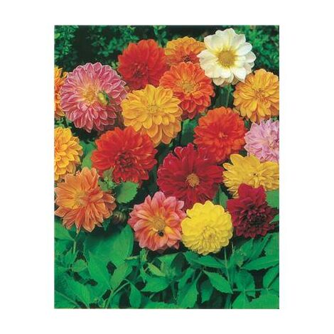 DAHLIA NAIN DOUBLE UNWIN - Graines de fleurs - 0.5 G