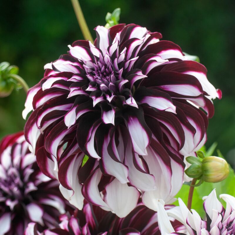 Plant In A Box - Dahlia 'Tartan' - Lot de 3 - Tubercules - Bloomers d'été - Rose/Violet - Multicolore