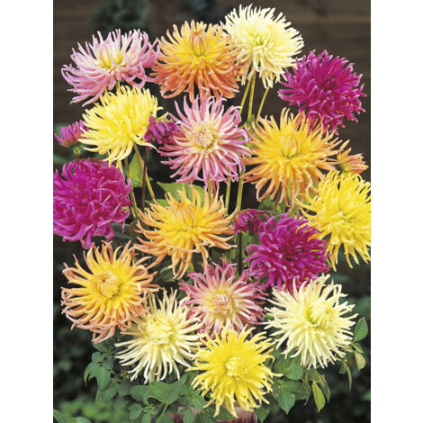 Dahlia variabilis 'Cactus Hybrids Mixed' le sachet de 50 graines (0,6g)