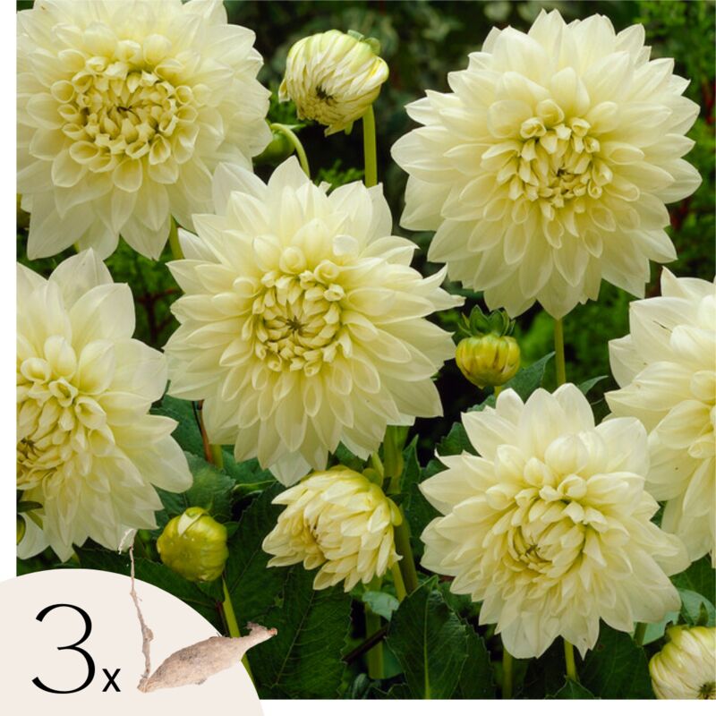 Dahlias - Set de 3 - Dahlia 'White Perfection' - Bulbes à fleurs - Blanc
