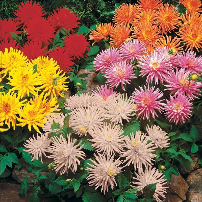 5 Dahlias cactus nains en mélange - Multicolore