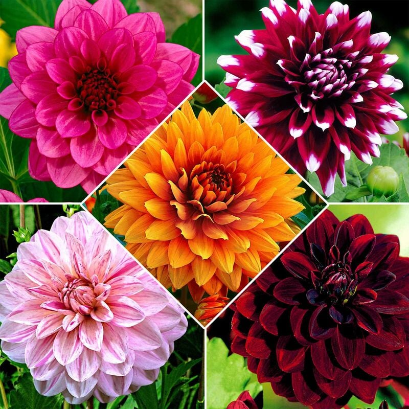 5 Dahlias à grandes fleurs en mélange - Multicolore