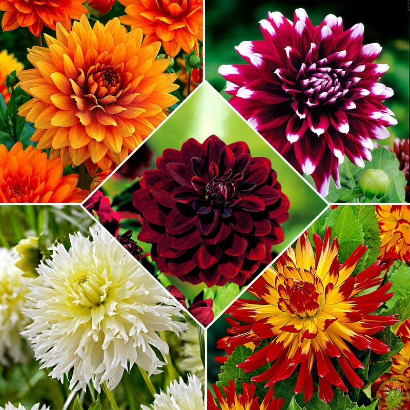 5 Dahlias à grandes fleurs The Kiss en mélange - Multicolore