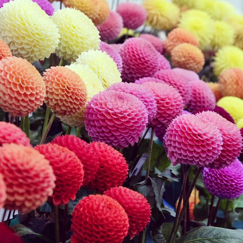 5 Dahlias pompons colorés en mélange - Multicolore
